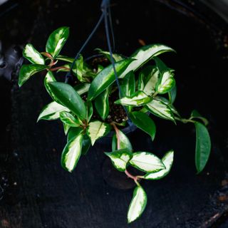 Hoya 'Tricolor' i ampel