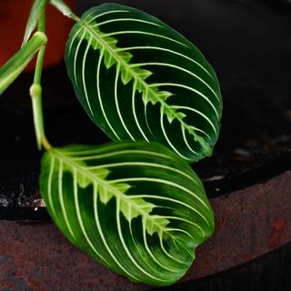 Maranta 'Lemon Lime' 12 cm