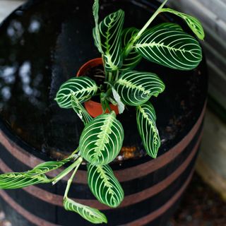 Maranta 'Lemon Lime' 12 cm
