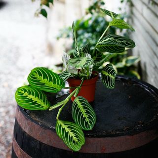 Maranta 'Lemon Lime' 12 cm