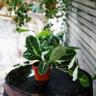 Maranta 'Lemon Lime' 12 cm