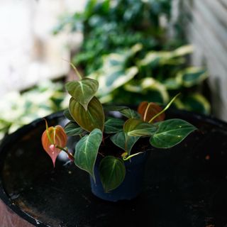 Philodendron micans 12 cm