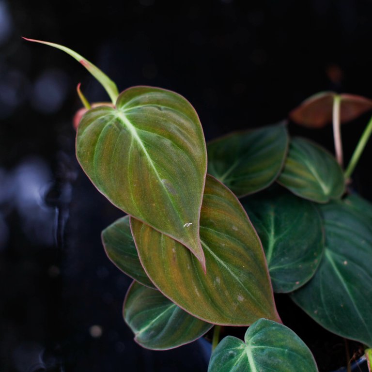 Philodendron micans 10 cm