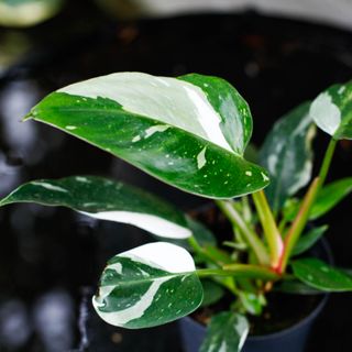 Philodendron 'White Princess'
