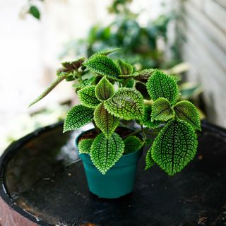 Pilea 'Moon Valley' 12cm