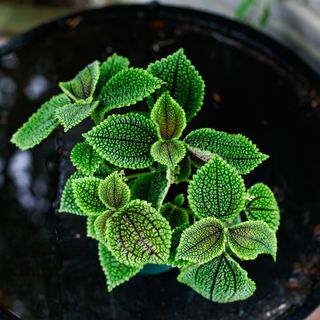 Pilea 'Moon Valley' 12cm