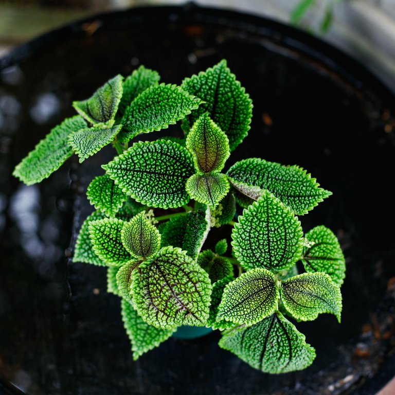 Pilea 'Moon Valley' 12cm