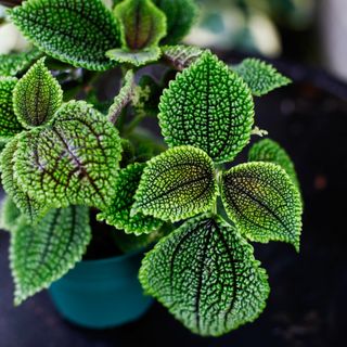 Pilea 'Moon Valley' 12cm