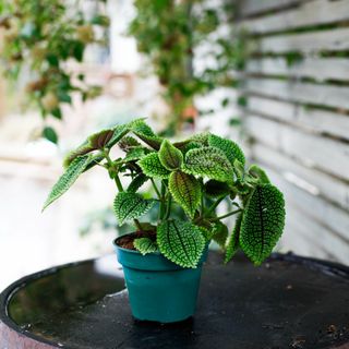Pilea 'Moon Valley' 12cm