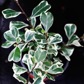 Ficus 'Sweetheart' 12 cm