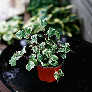 Ficus 'Sweetheart' 12 cm