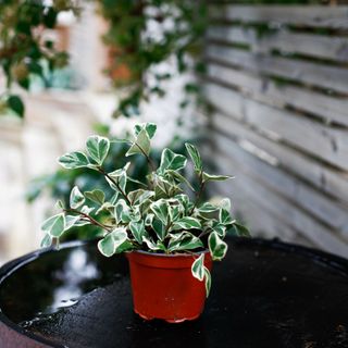 Ficus 'Sweetheart' 12 cm