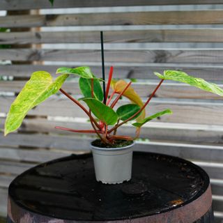 Philodendron 'Painted Lady' 12 cm