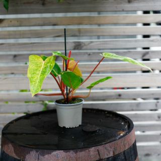 Philodendron 'Painted Lady' 12 cm