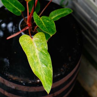 Philodendron 'Painted Lady' 12 cm