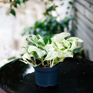 Epipremnum 'Happy Leaf' 12 cm