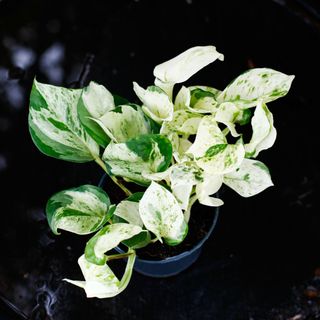 Epipremnum 'Happy Leaf' 12 cm