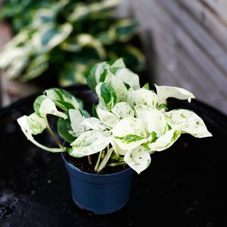 Epipremnum 'Happy Leaf' 12 cm