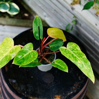 Philodendron 'Painted Lady' 12 cm