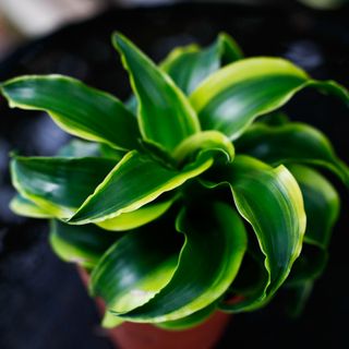 Dracena 'Tornado' 12 cm