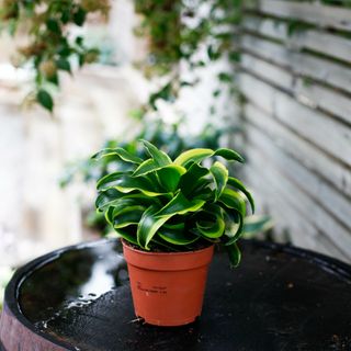 Dracena 'Tornado' 12 cm