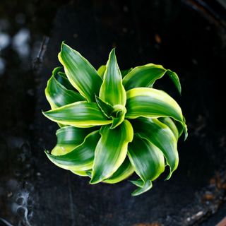 Dracena 'Tornado' 12 cm