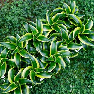 Dracena 'Tornado' 12 cm