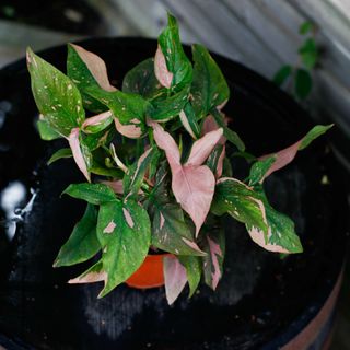 Syngonium 'Pink Splash' 12 cm