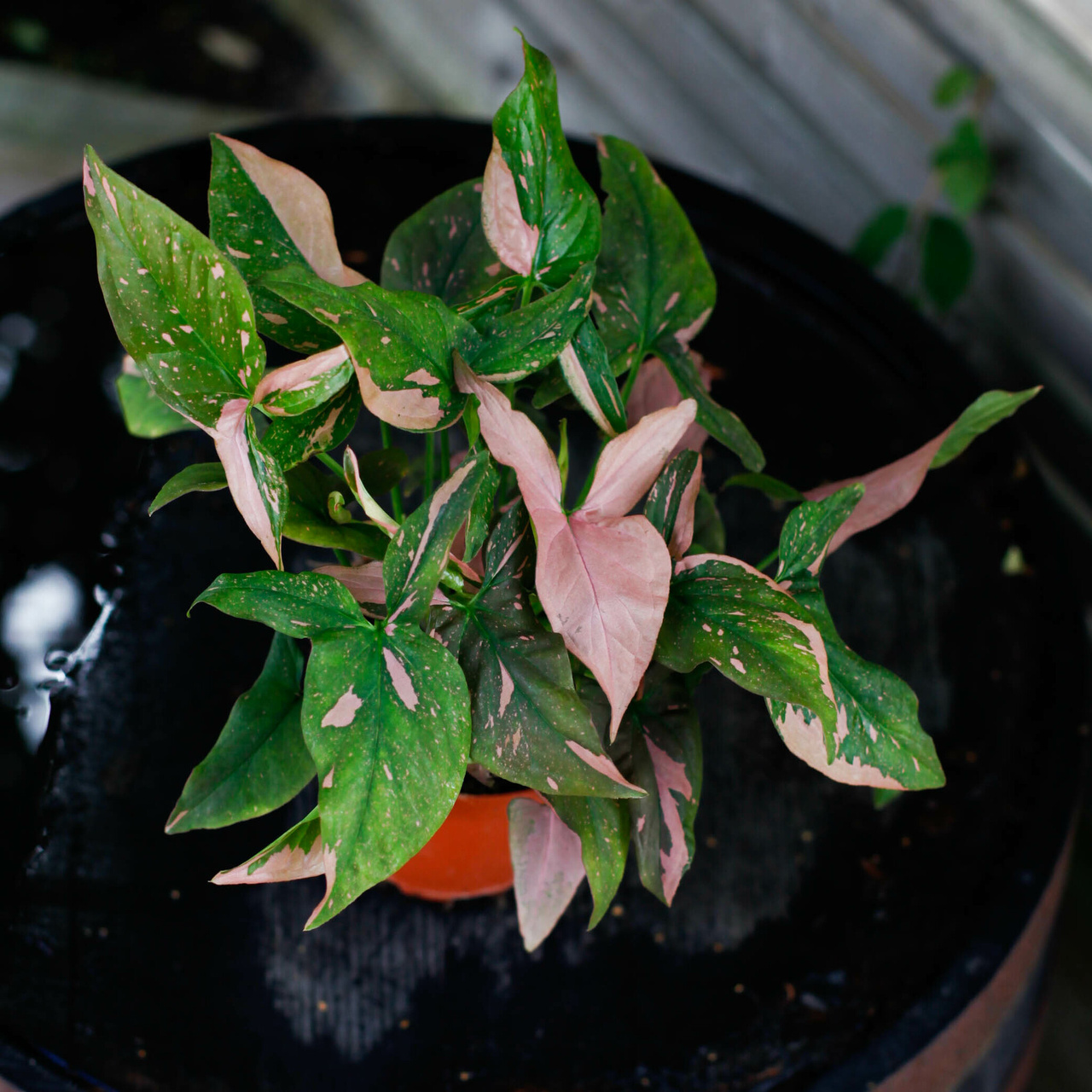Syngonium Pink Splash med gröna och rosa variegerade blad