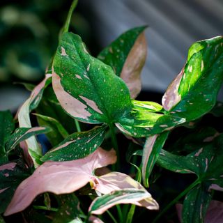 Syngonium 'Pink Splash' 12 cm