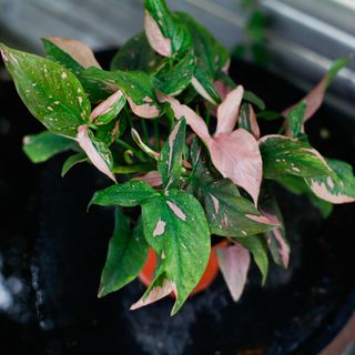 Syngonium 'Pink Splash' 12 cm