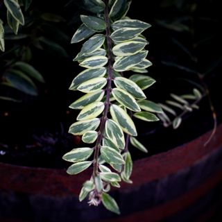 Aeschynanthus 'Bolero Bicolor' i ampel