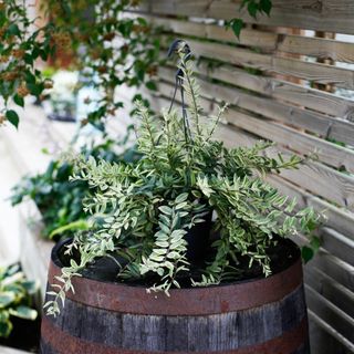 Aeschynanthus 'Bolero Bicolor' i ampel