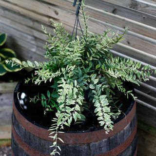 Aeschynanthus 'Bolero Bicolor' i ampel