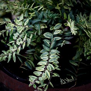 Aeschynanthus 'Bolero Bicolor' i ampel