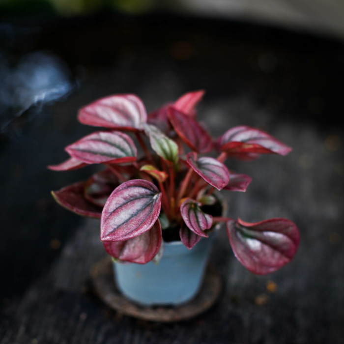 Peperomia Cayenne med metalliskt rosa blad