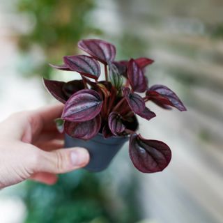 Peperomia 'Cayenne'