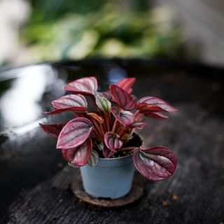 Peperomia 'Cayenne'