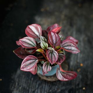 Peperomia 'Cayenne'