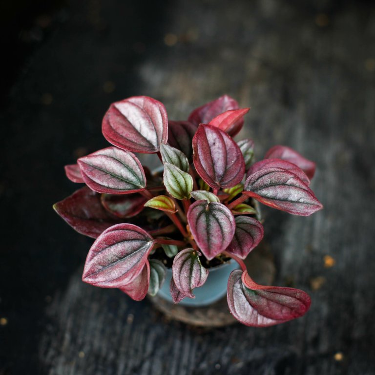Peperomia 'Cayenne' 6 cm