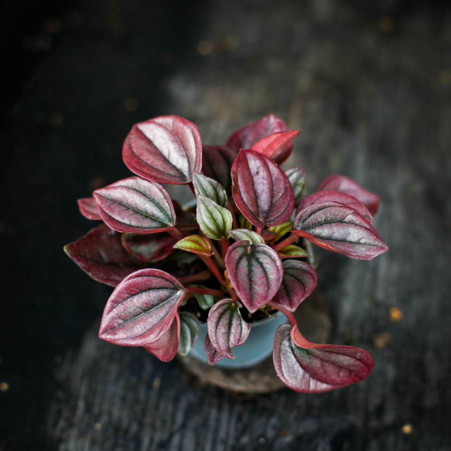 Peperomia Cayenne med rosa och silverfärgade blad