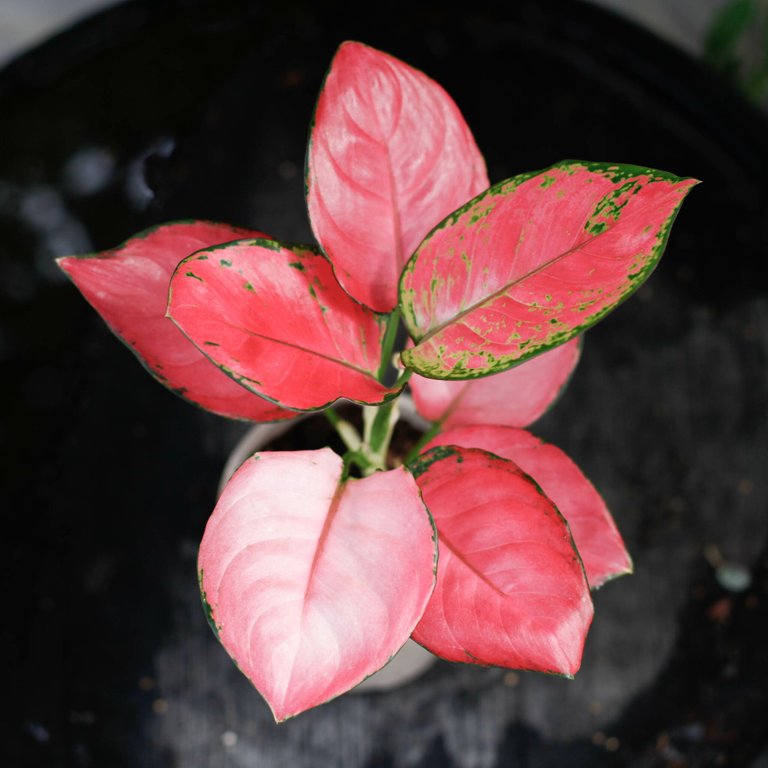 Aglaonema 'Pink Star' 12cm