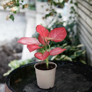 Aglaonema 'Pink Star' 12cm