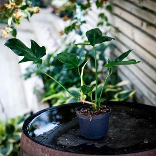 Philodendron 'Florida Green' 12 cm