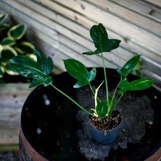 Philodendron 'Florida Green' 12 cm