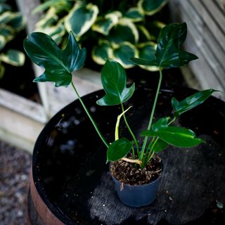Philodendron 'Florida Green' 12 cm