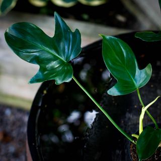 Philodendron 'Florida Green' 12 cm