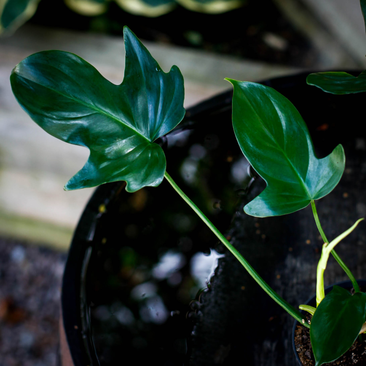 Philodendron Florida Green med flikiga gröna blad