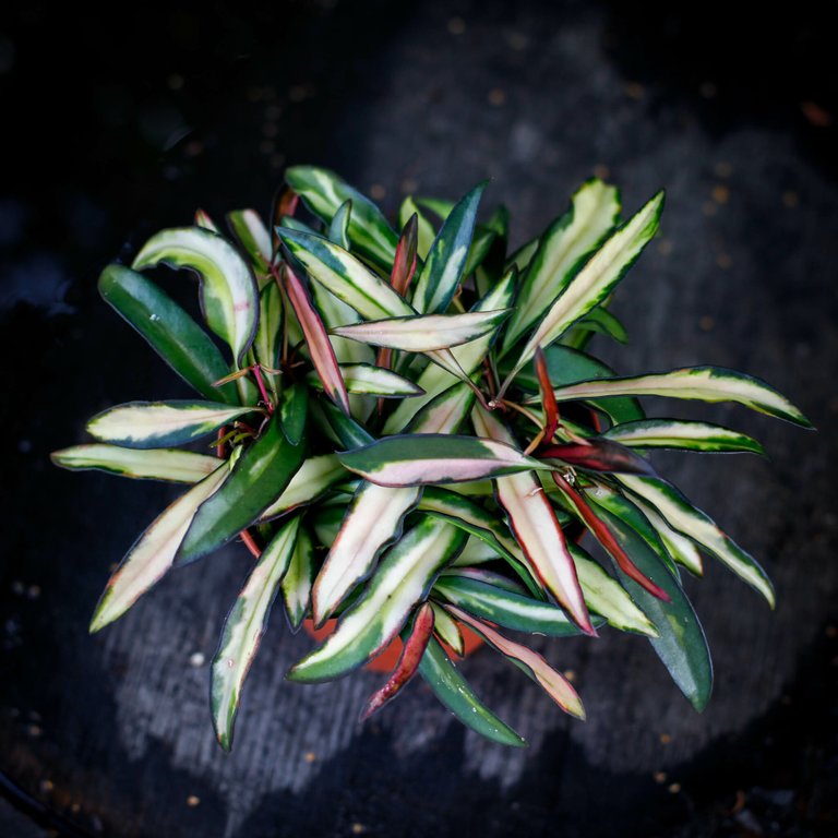 Hoya wayetii 'Variegata' 12 cm