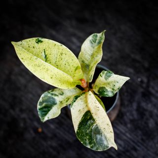 Ficus shivereana ’Moonshine’